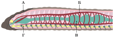 mt-os-biology-1-14